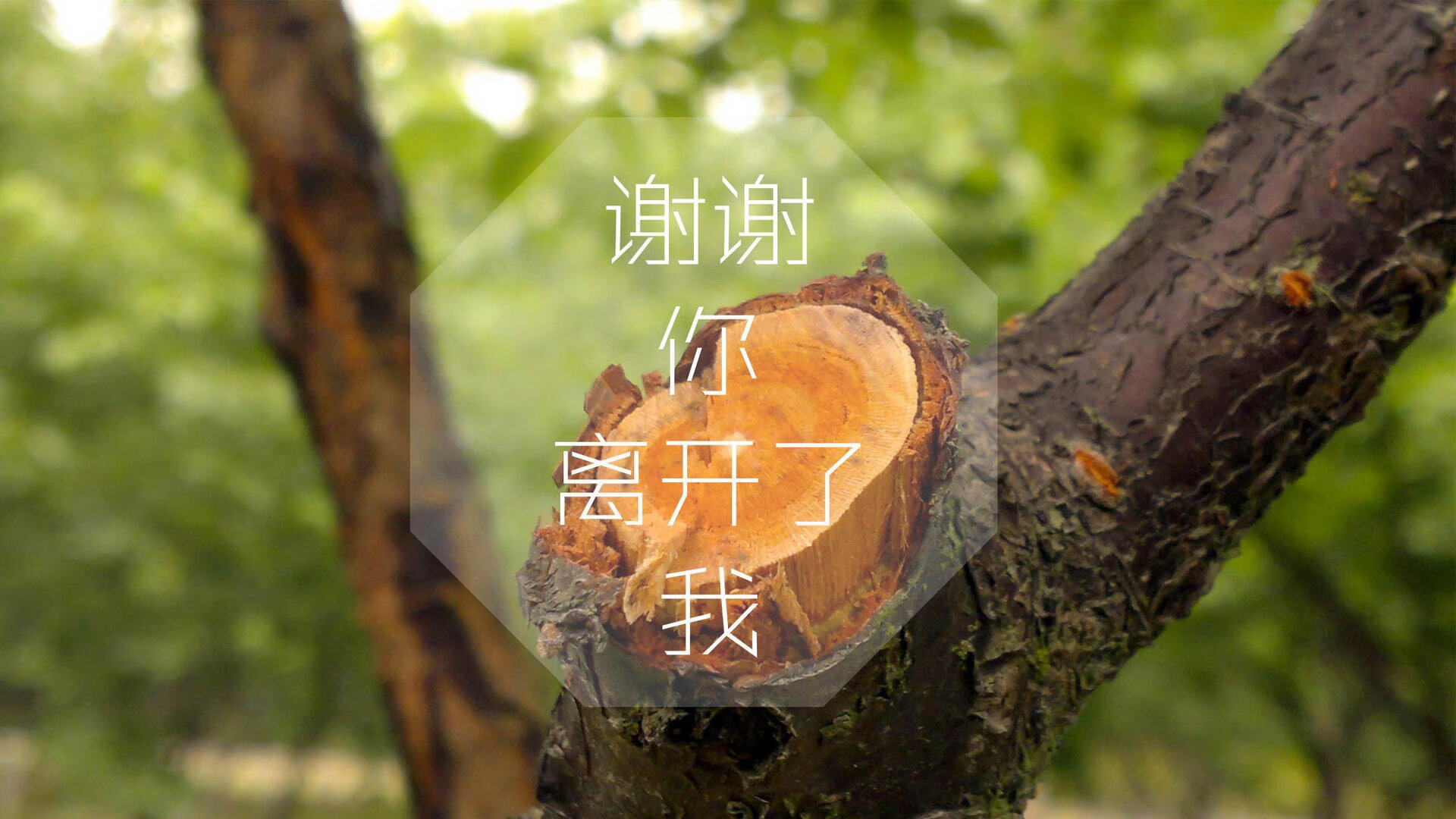 _杜鹃花海中的瑜伽：与自然相融合_，杜鹃花 户外