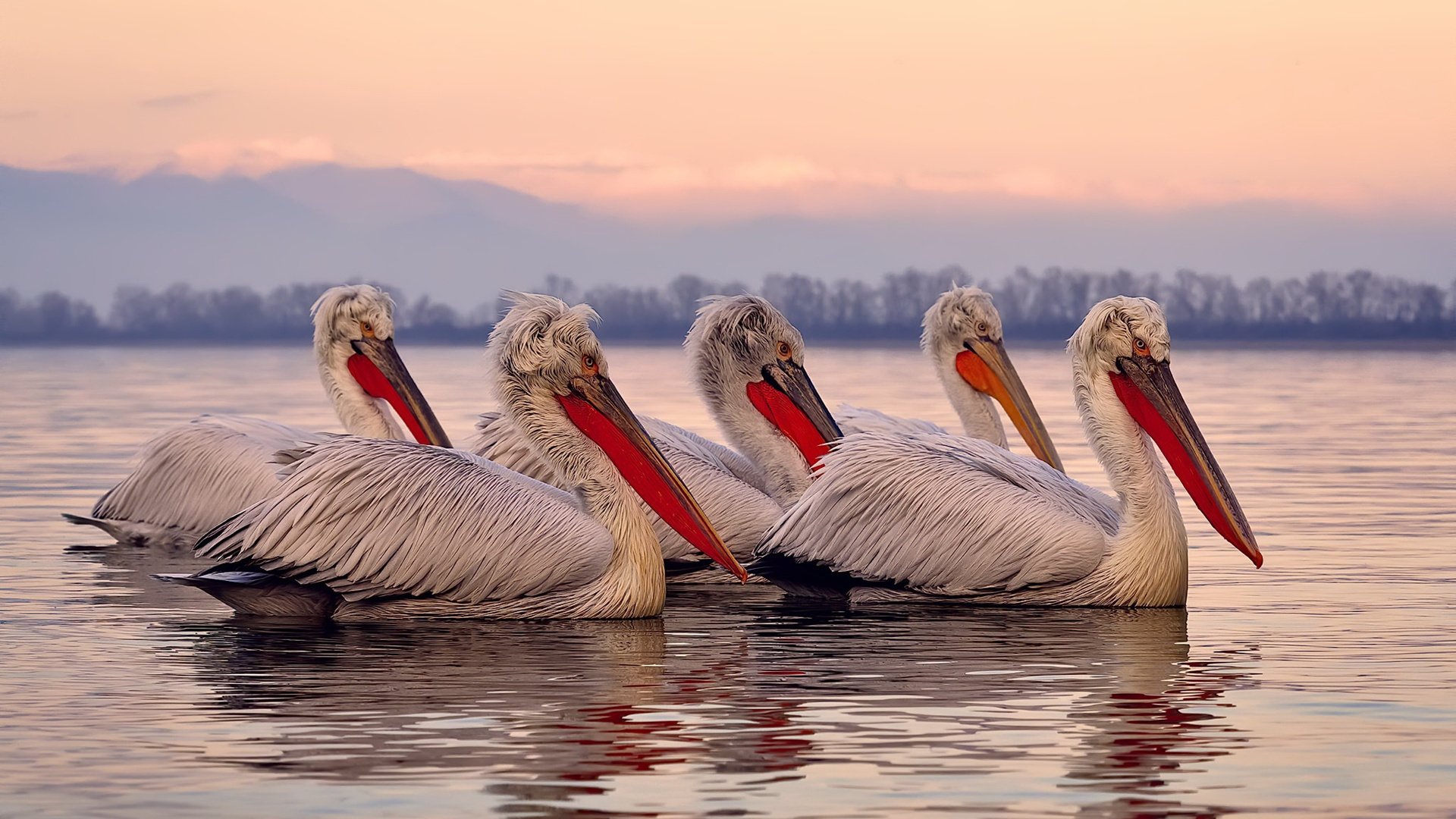 FB体育娱乐-南安普顿客场逼平狼队，稳固中游位置，南安普顿球迷