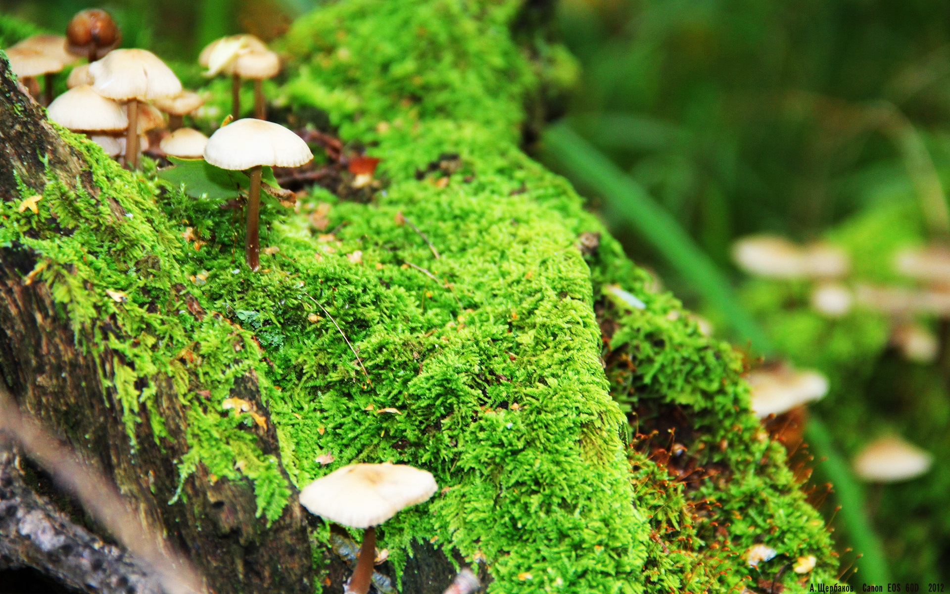 奥格斯堡主场1-0战胜沃尔夫斯堡,保级关键三分,奥格斯堡vs