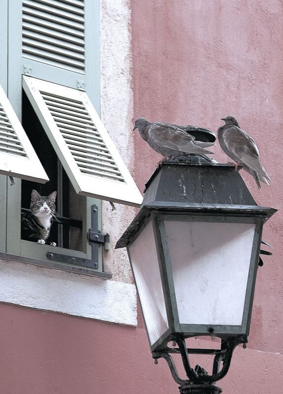 FB体育-强强对话！国内顶级足球盛事引发热议，中国足球顶级联赛总排行榜