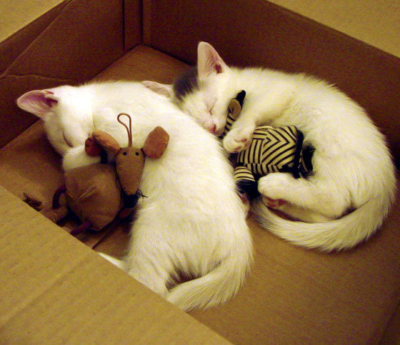 弗拉门戈球员配合默契提升,弗拉门戈球迷