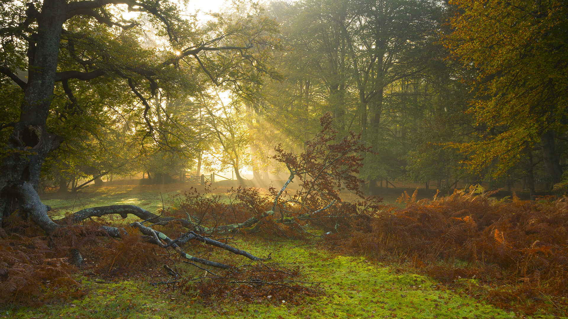 法甲球队基于实时运动图谱优化球队阵型移动路径,法甲球队最新关系